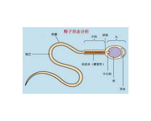 b型流感嗜血杆菌疫苗预防什么