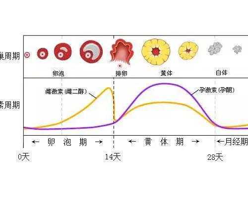 澳洲 新移民 工种（虽然新移民四年后才能享福利，但是澳洲的吸引力依旧鲜有